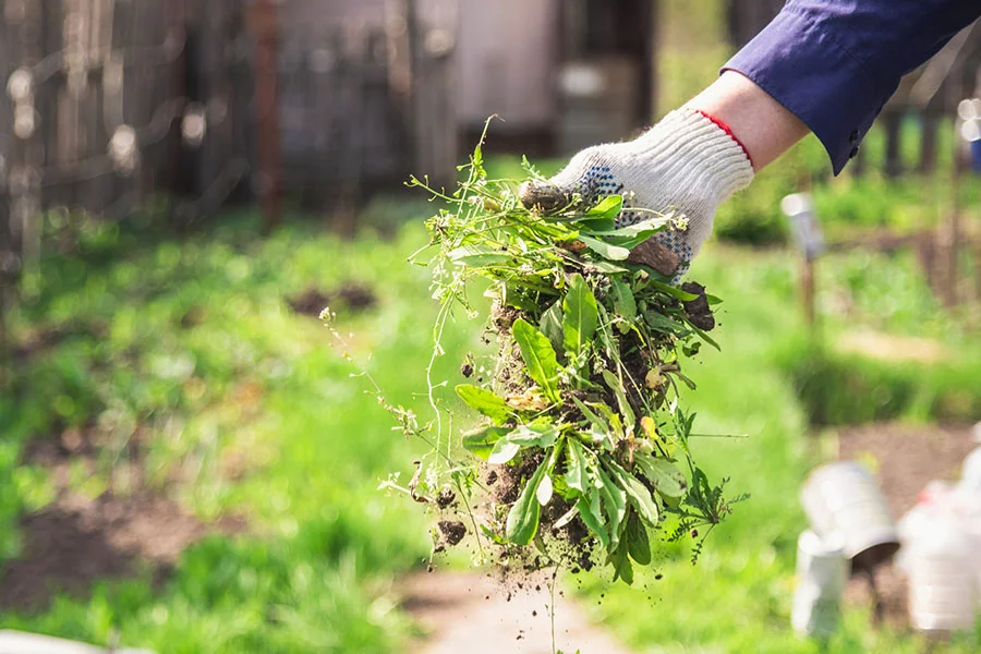 How To Clear A Yard Full Of Weeds Homestead, FL